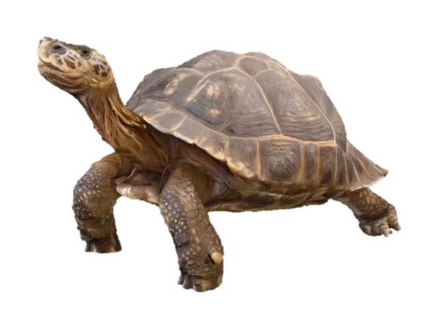 3D model for Tortoise Stroll