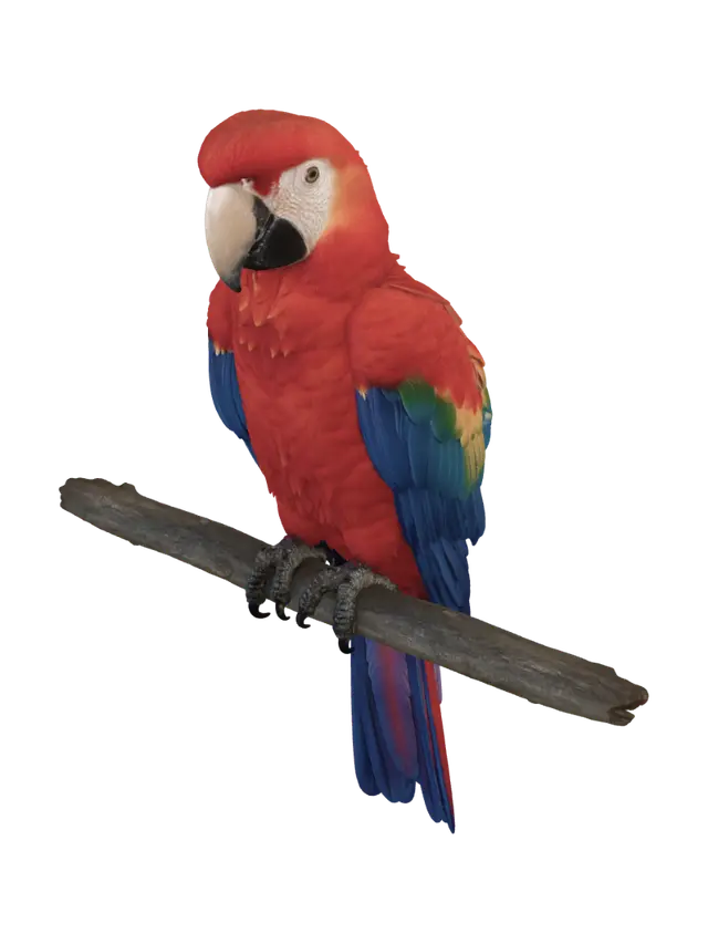 3D model for Scarlet Macaw Perched on a Branch