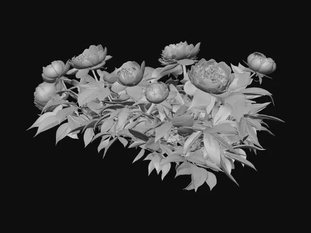 3D model for Pink Peonies in Bloom