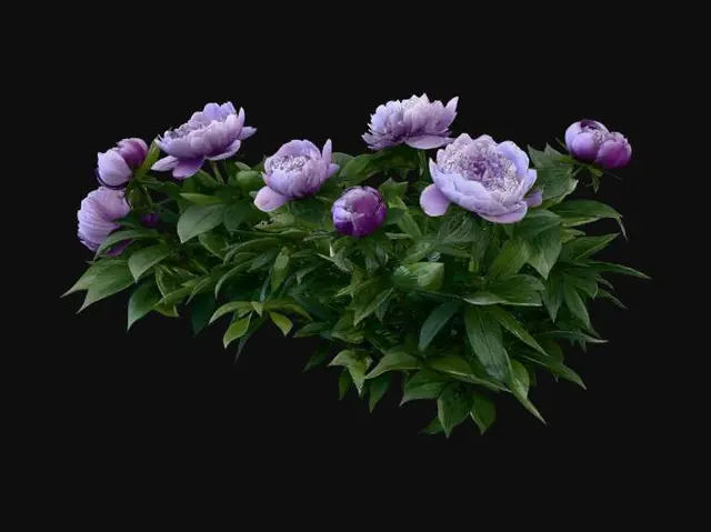 3D model for Pink Peonies in Bloom