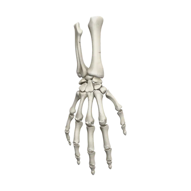 Bones Of Hand - Xray 3D model, vytvořený pomocí AI