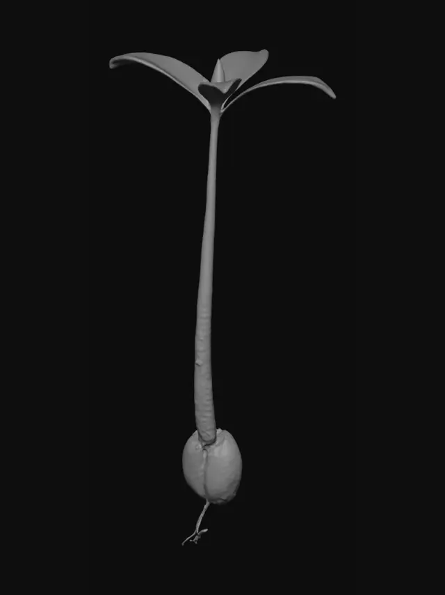 3D model for Germinating Seedling