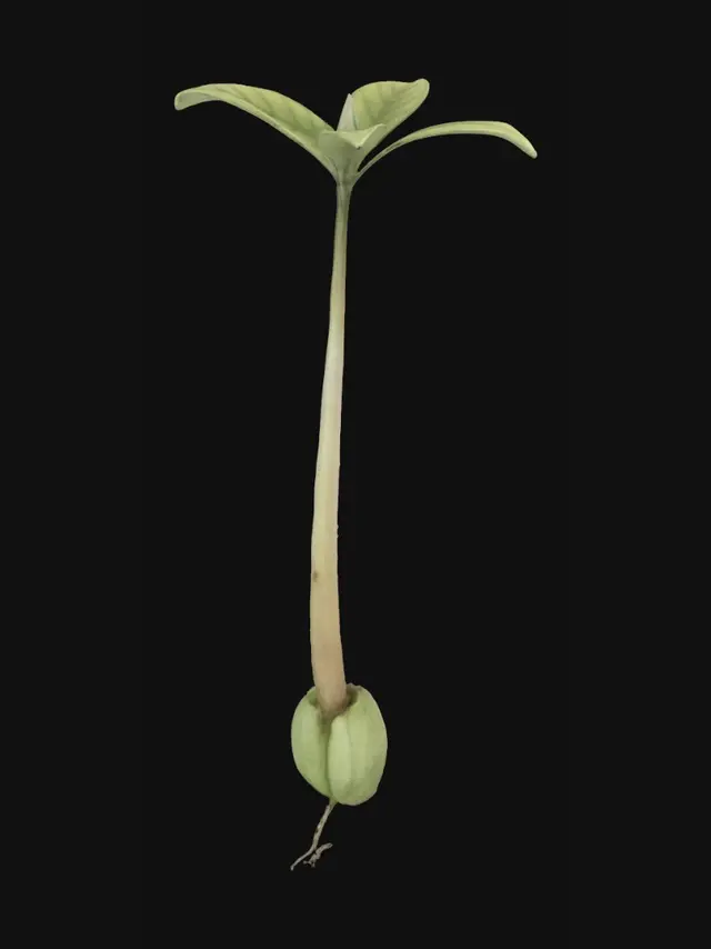 3D model for Germinating Seedling