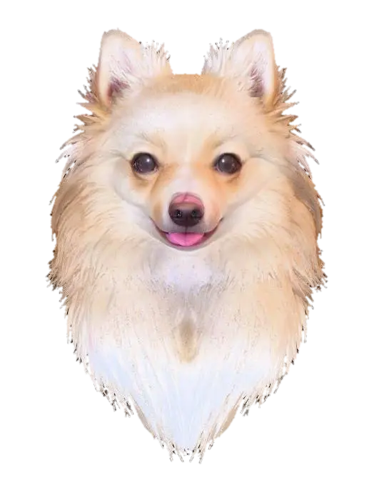 3D model for Fluffy Companion