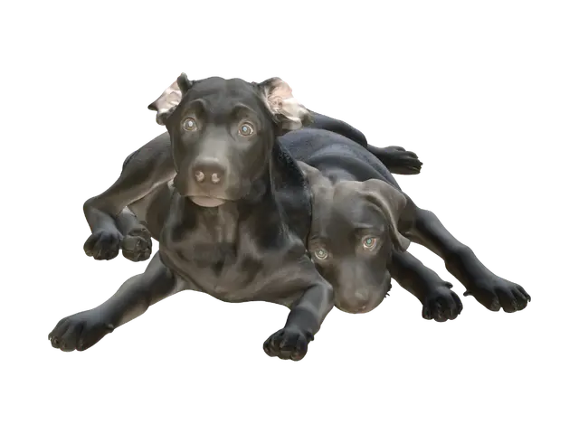 Nap Time Labrador on a Striped Blanket - Sleeping 3D model, vytvořený pomocí AI