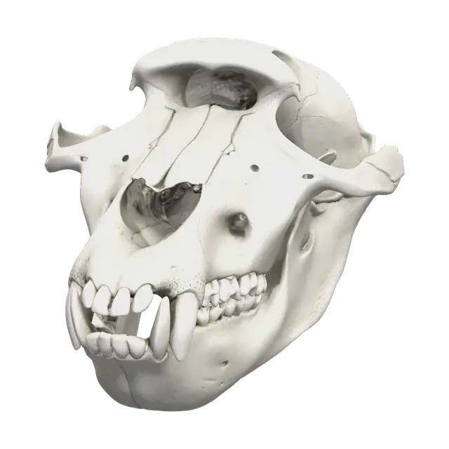 Realistic Baboon - Facialexpression 3D model, vytvořený pomocí AI