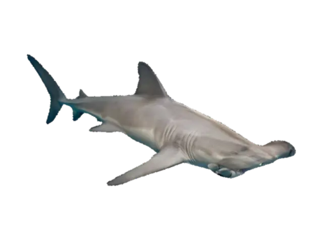 hammerhead shark 3D model, vytvořený pomocí AI