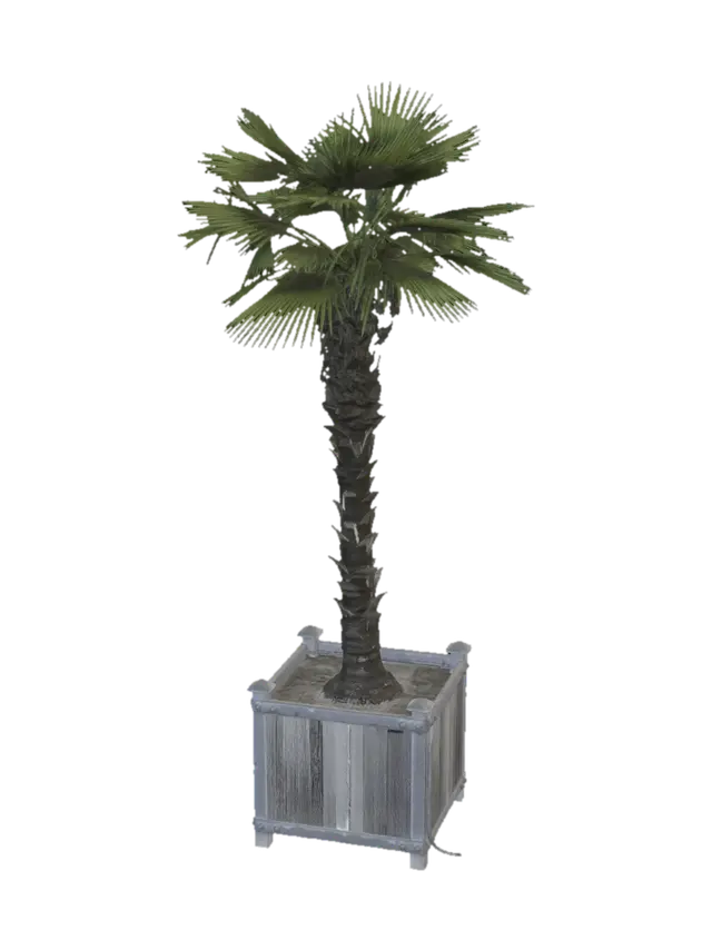 3D model for Palm in a Planter