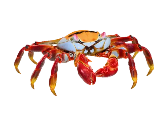 Sally Lightfoot Crab - Galapagos 3D model, vytvořený pomocí AI