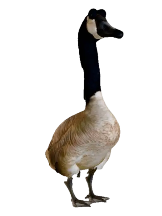 Googly-Eyed Goose - Fowl 3D model, vytvořený pomocí AI