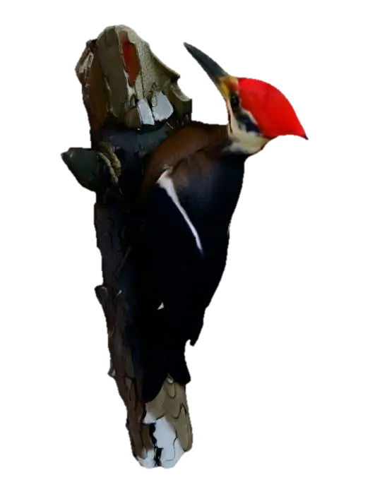 Woodland Drummer - Sprites 3D model, vytvořený pomocí AI