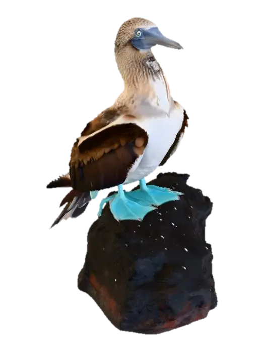 Blue-Footed Booby - Galapagos 3D model, vytvořený pomocí AI
