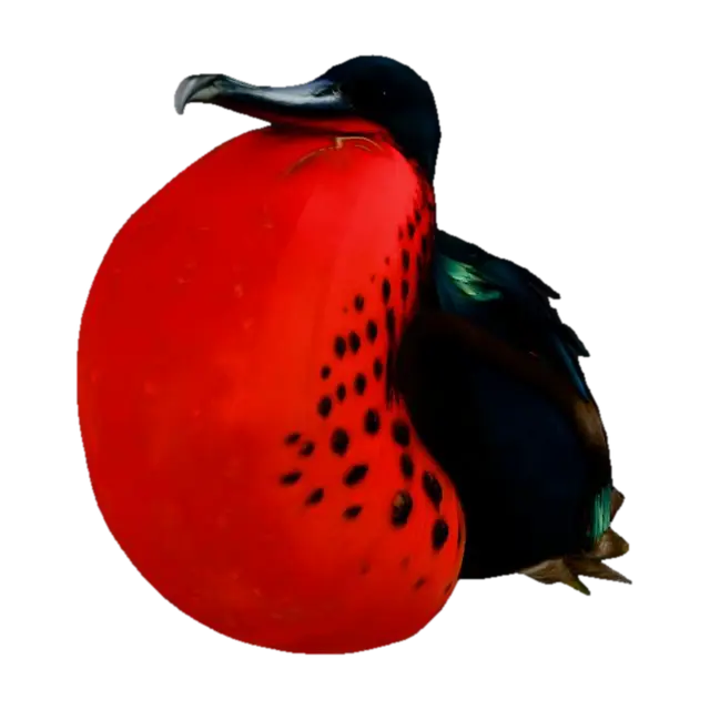 Majestic Frigatebird - Galapagos 3D model, vytvořený pomocí AI
