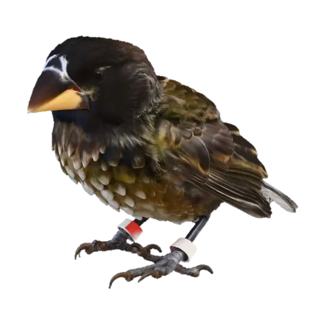 Galapagos Finch 3D model, vytvořený pomocí AI