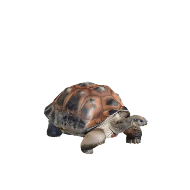 Galapagos Tortoise 3D model, vytvořený pomocí AI