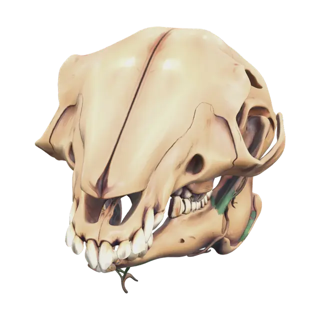 3D model for Realistic Rabbit Skull