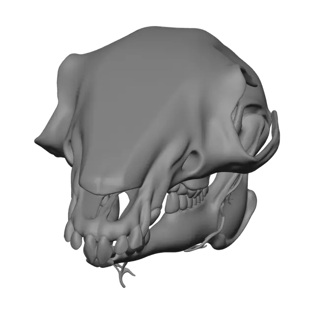 3D model for Realistic Rabbit Skull