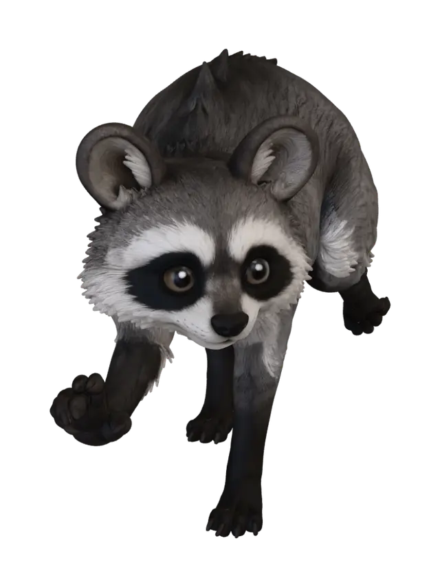 3D model for Curious Raccoon