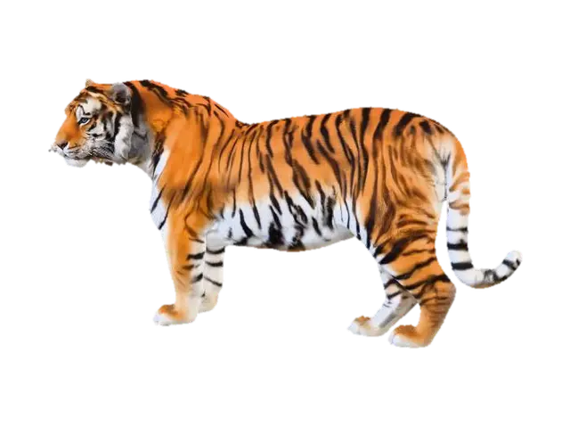 amur tiger - Bigcat 3D model, vytvořený pomocí AI