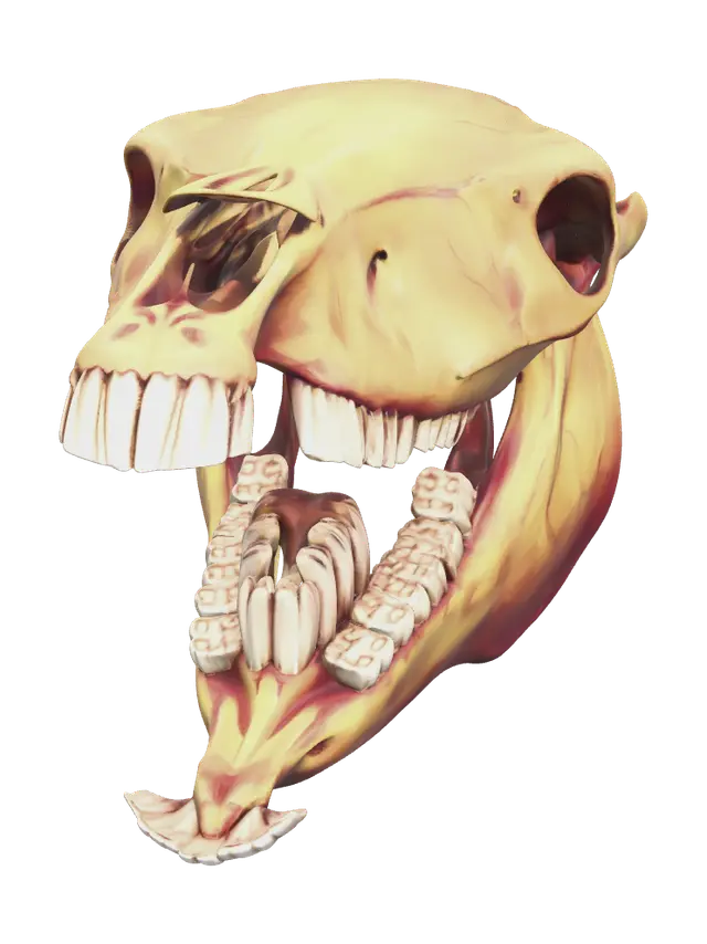 3D model for Low-Poly Horse Skull