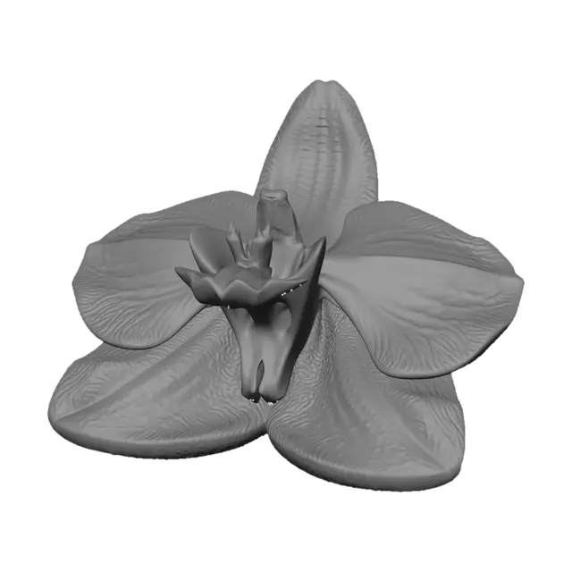 3D model for Orchid Close-Up