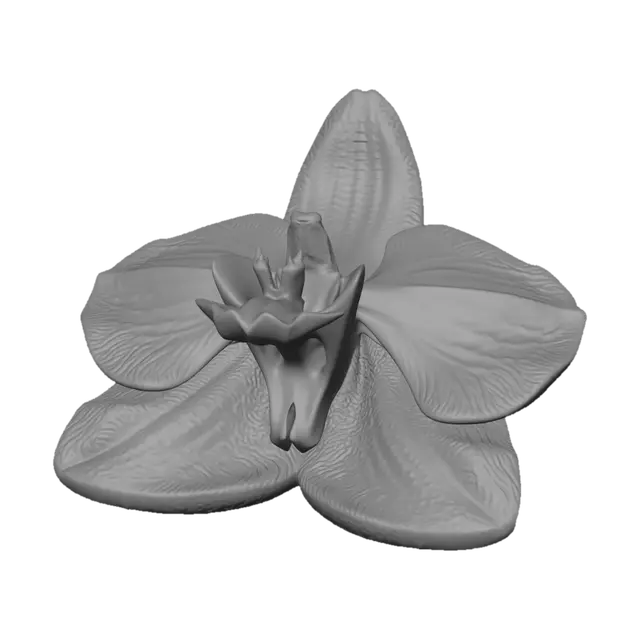 3D model for Orchid Close-Up
