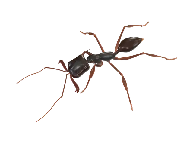 3D model for Ant on Brick