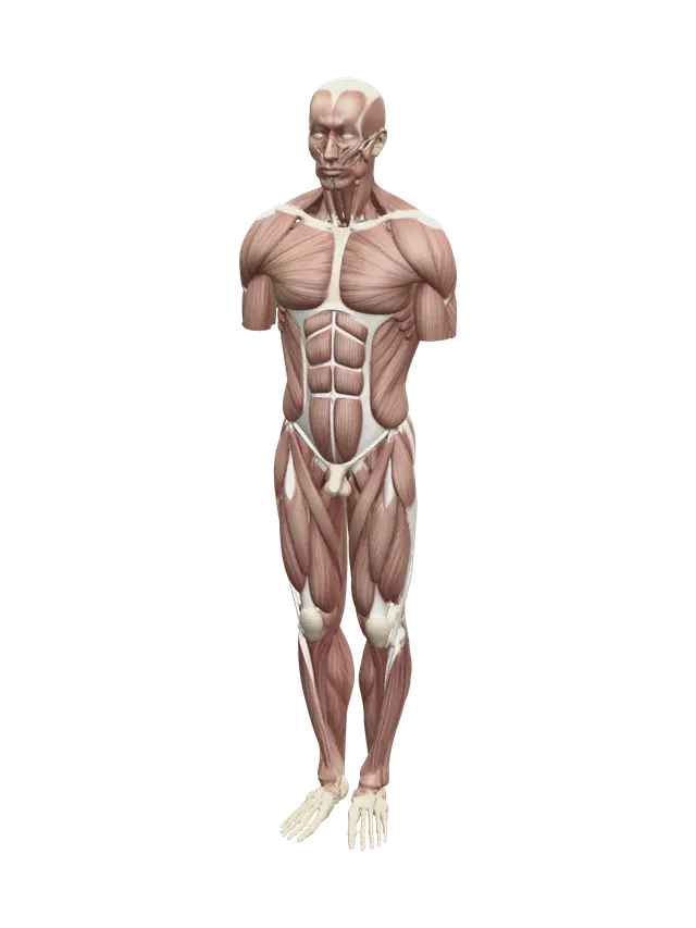 3D model for Stylized Torso Muscles