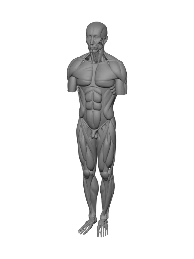 3D model for Stylized Torso Muscles