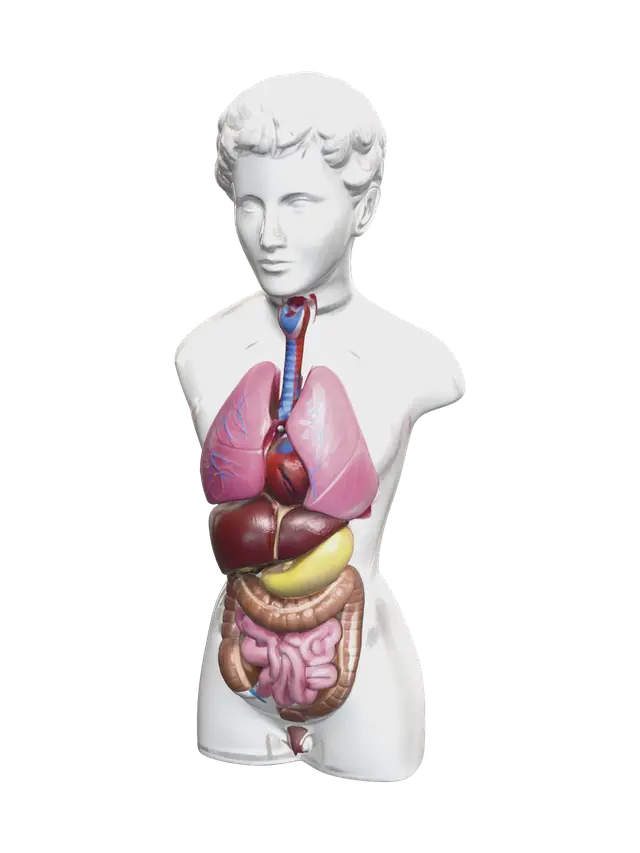 3D model for Low-Poly Torso Muscles