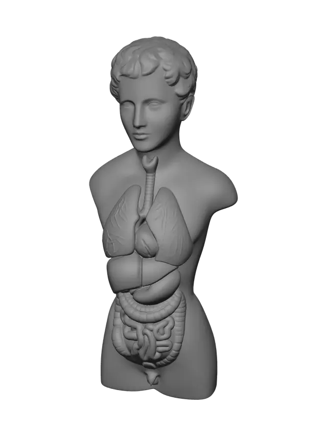 3D model for Low-Poly Torso Muscles