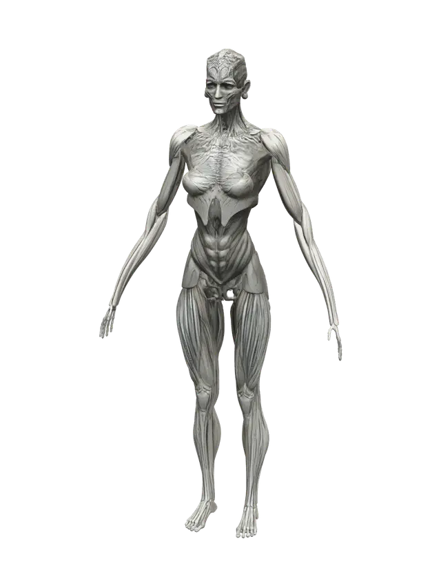 Modello 3D Torso Muscles - Pecs, generato dall’IA