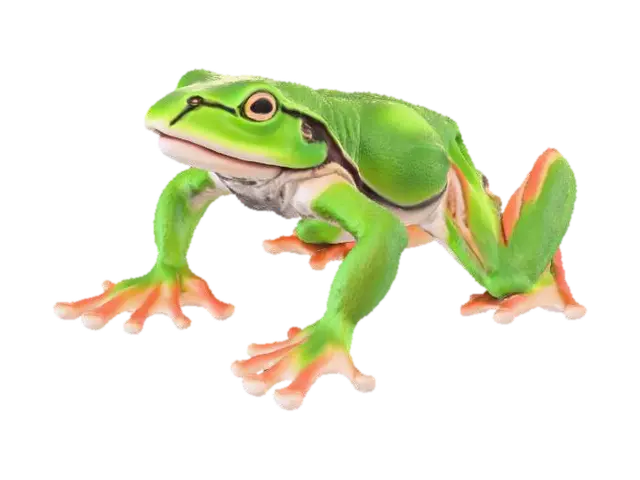 3D model for greentreefrog_cam10.jpg