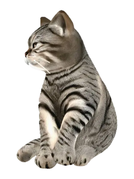 3D model for Tabby Nap on the Kitchen Counter