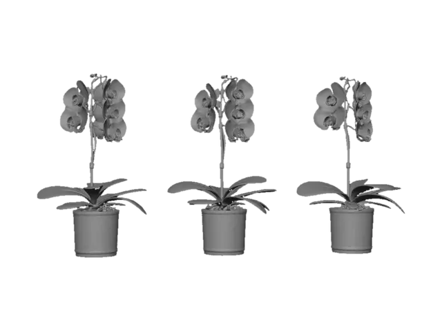 3D model for Orchid Trio