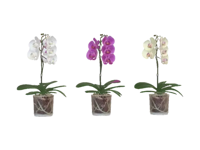3D model for Orchid Trio