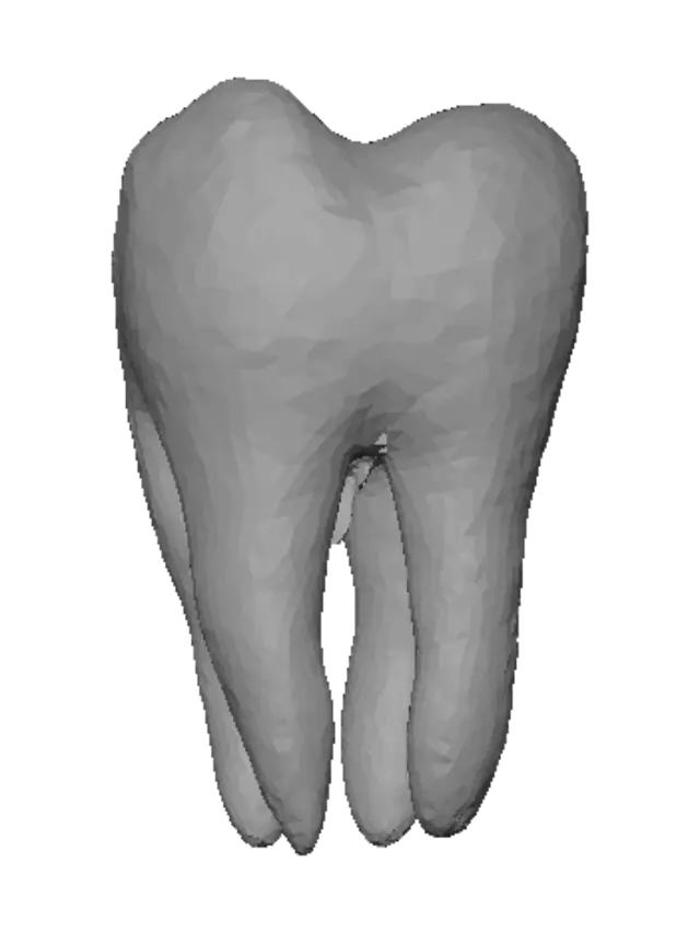 3D model for Molar Tooth