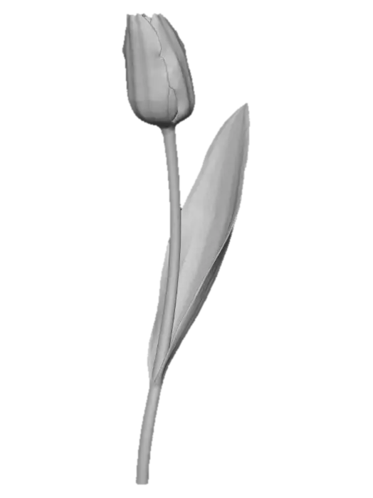 3D model for Tulip Elegance