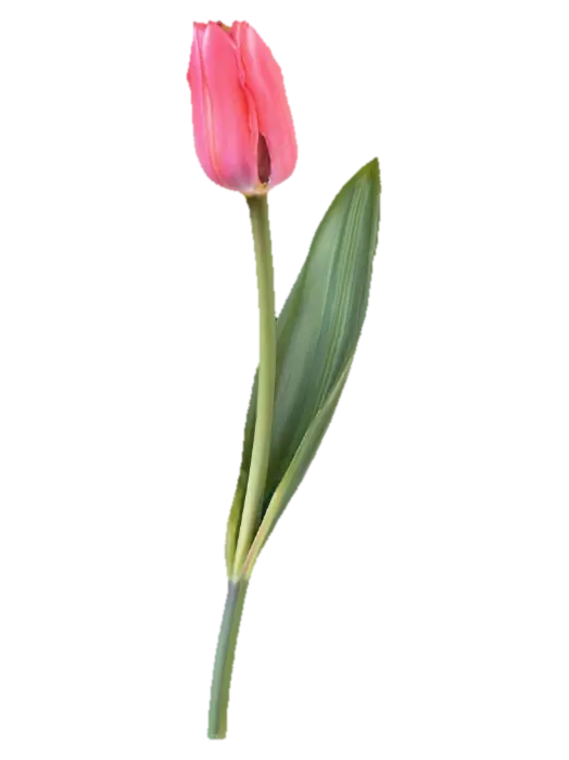 3D model for Tulip Elegance