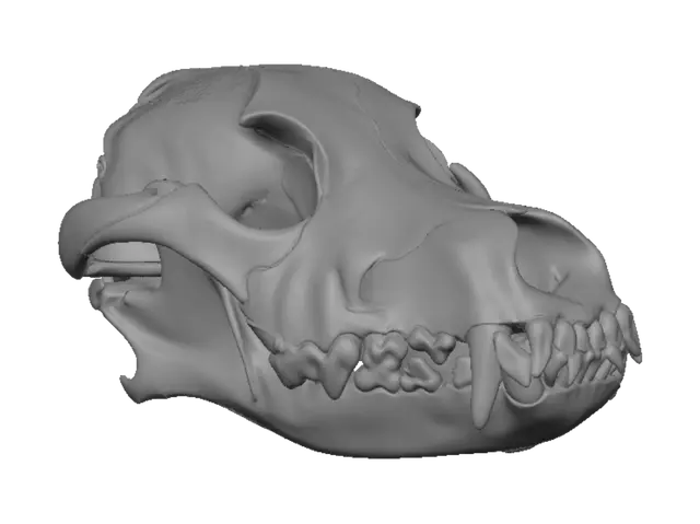 3D model for Pig Skull
