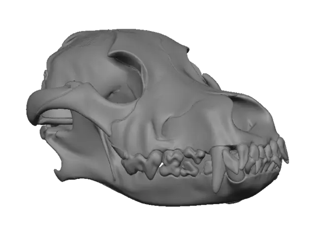 3D model for Pig Skull