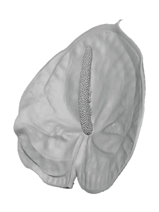 3D model for Anthurium Bloom