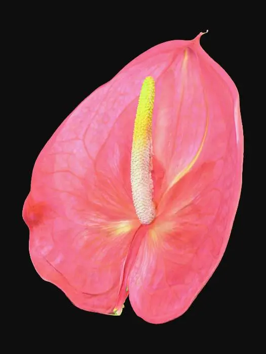 3D model for Anthurium Bloom