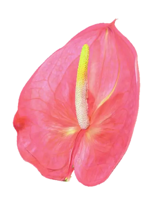3D model for Anthurium Bloom