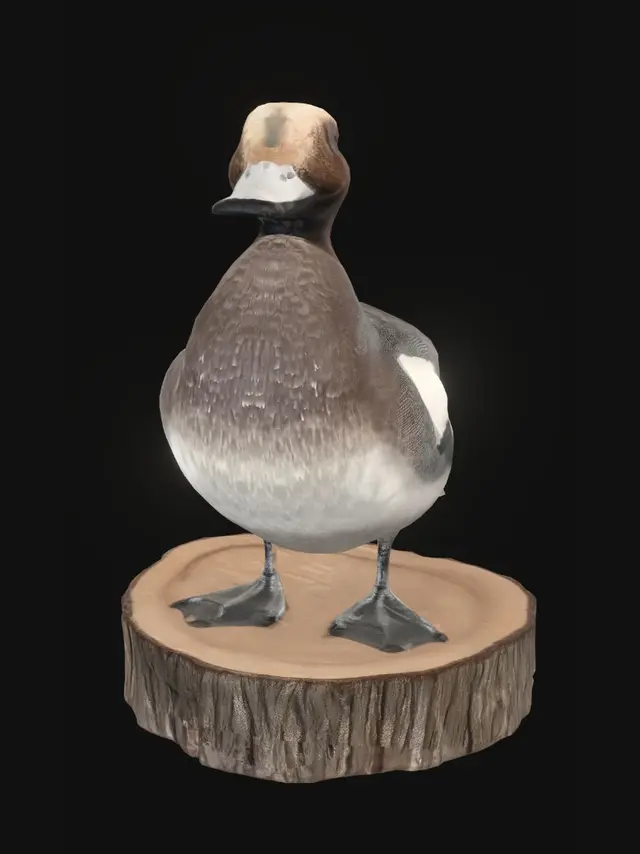 3D model for Duck on a Log
