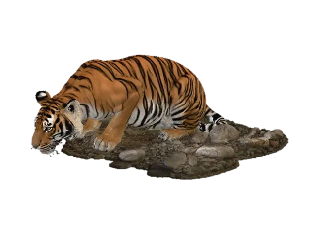 3D model for Tiger Drinking at the Riverbank