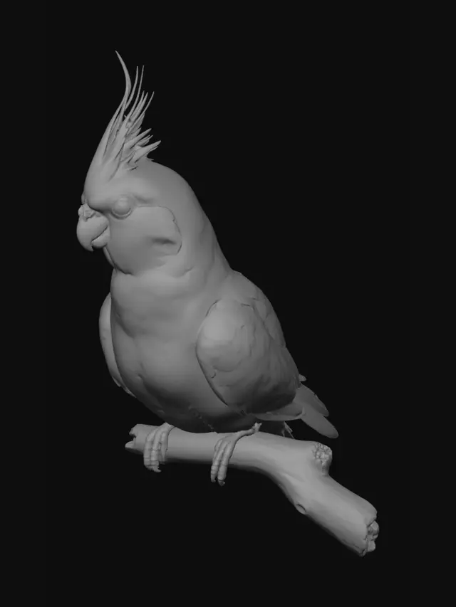 3D model for Sunlit Crest Cockatiel