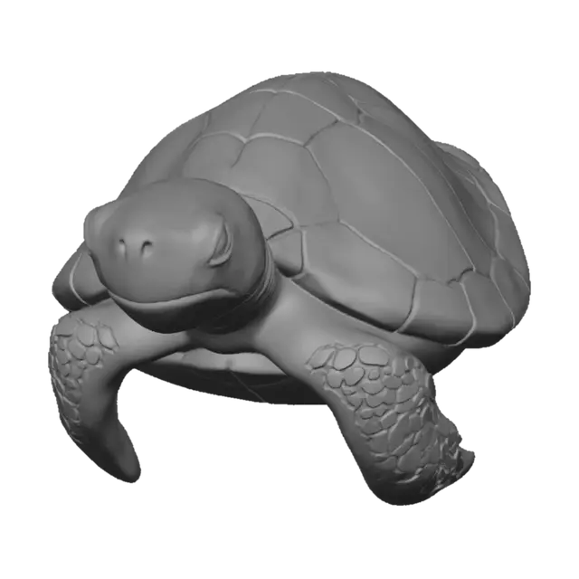 3D model for Anatomy of a Turtle