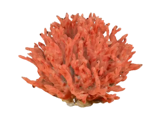 coral 3D model, vytvořený pomocí AI