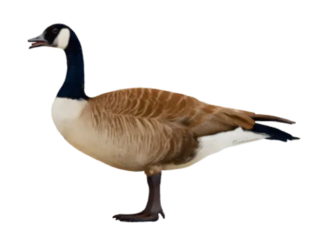 3D model for Canada Goose